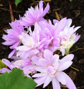 Some of the varieties we’ve planted at the farm include ‘Lilac Wonder’, ‘Waterlily’, ‘Dick Trotter’, Colchicum byzantinum, and Colchicum bornmuelleri. This one is “Waterlily” – a double petaled cultivar in soft pink.