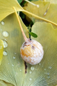 And then there are the fruits of the mighty female ginkgo tree. The most noticeable thing about these is their smell. Have you ever smelled one? It is hard to miss, and the stench is quite disagreeable. The outer, nasty smelling pulp is known botanically as sarcotesta.