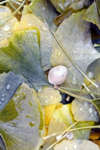 Here is one ginkgo seed separated from its fruit.