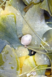 Inside is a single hard-shelled seed enclosing an edible kernel. The kernels are often roasted and used in Asian cuisines.