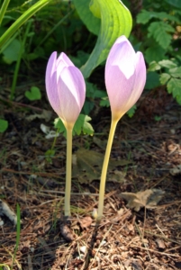 Colchicum typically blooms from September to November. Here are some just beginning to open.