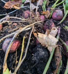 The potatoes are ready to pick once the vines have died back – when the tubers are done growing, and the potato plants have begun to turn yellow and withered.