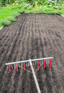 Hannah first started planting saffron at my farm in 2020. She's planted thousands and thousands of corms every year since - under the quince trees near my blueberry patch, under the London plane and cotinus allée, beneath the 'Gravenstein' apple espalier, and now in my giant vegetable garden.