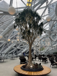 I have visited The Spheres several times before. They first opened in January 2018. While used primarily for Amazon employees, the conservatories are open for weekly tours and various exhibits. This tree is Aloe tongaensis, a massive, slow-growing upright, branching tree that can grow up to 12 feet tall and six feet wide.