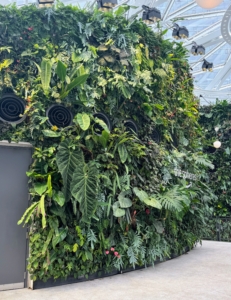 This is the 4th floor living wall - home to large specimen aroids, including Anthurium veitchii, Anthurium queremalense, Monstera deliciosa, and Philodendron plowmanii.