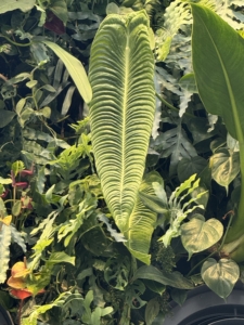 This is Anthurium veitchii, the king anthurium, an epiphytic species of flowering plant in the genus Anthurium with leaves that grow up to three-feet long.