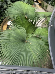 Kerriodoxa elegans, the white backed palm, is a solitary, small to medium-sized palm with beautiful large circular fronds that are glossy green with whitish undersides.