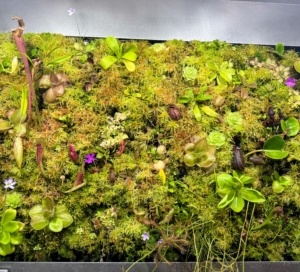 This living wall system is planted with carnivorous plants including Nepenthes, Pinguicula, Drosera, and Sarracenia