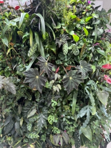 Here is a well established living wall system with more than 25 different plant species - all so lush and green.