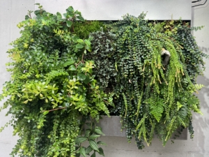 And still another living wall system includes Medinilla sedifolia, Disterigma campii, Peperomia puteolata, Sphyrospermum dissimile, and Pilea glauca.