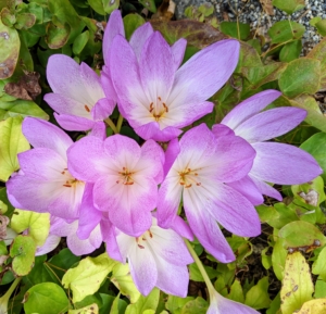 The scientific name comes from Colchis, a region on the coast of the Black Sea. The name Colchicum alludes to the poisonous qualities of the species. The plant contains an alkaloid known as colchicine, which is found in all parts, but mostly in the seeds.