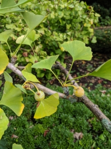 Female ginkgo trees produce tan-orange oval fruits that fall to the ground in October and November.