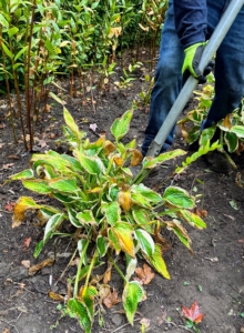 Alex digs out each hosta plant making sure to keep the root ball intact.