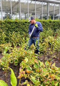 I had the garden crew start moving the hostas first. To move one, use a sharp spade, cutting into soil in a circle surrounding the entire plant and then carefully pry the plant out of the ground.