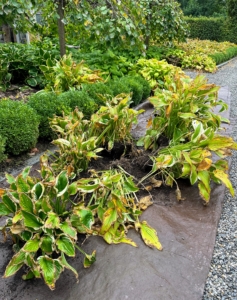 Each hosta was moved onto a nearby tarp.