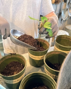 Seedlings can safely be potted into individual pots when they are large enough to handle.