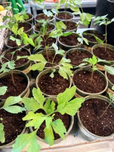 All these seedlings look very healthy - they should do well in these pots. Each one will grow into its own ginkgo tree.