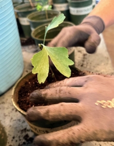 After placing the seeding in its container, Josh backfills and tamps down lightly to remove any air pockets.