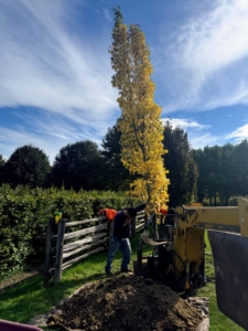 The tree is also turned so its best side faces the carriage road.