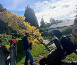 Then the crew slowly removes the tree from the fork and into the hole. When moving heavy trees, only hold it by the root ball and the base of the trunk – never by its branches, which could easily break.