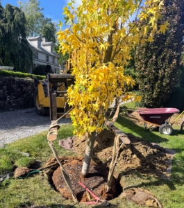 The Slender Silhouette sweetgum is highly adaptable, drought-resistant, and easy-to-grow, but it does best in well-drained soil where it can get full sun.