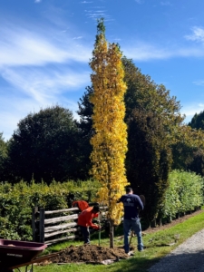 Before backfilling, it's important to stand several feet away from the tree to also make sure the tree itself is straight.