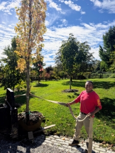 Pete prepare the trees for transport. Notice how the tree is already showing its fall foliage. This early change of color can often happen with specimens that are not planted. It will be fine after it is established in the ground.