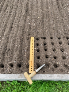 This vegetable garden is a great area for planting saffron because the beds are filled with nutrient-rich composted soil made right here. Saffron does best in hardiness zones 5 to 8 in full to partial sun. This garden gets at least five or six hours of direct sunlight per day. Here, Hannah begins making all the holes for the corms. With such a large crop, the holes must be precisely spaced.