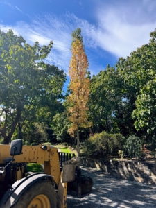 The tree is carefully loaded onto the Hi Lo and driven slowly up the carriage road to its planting location.