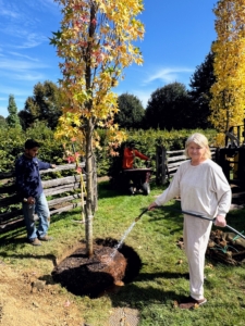 I like to water the root ball as fast as possible after it is in the ground and before it is backfilled. It's so important to water and feed - remember what I always say, if you eat, so should your plants."