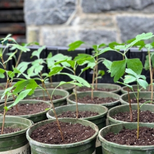 Finally, the pots are loaded onto our trusted Polaris and brought down to the hoop house where they can be nurtured for at least a year before getting planted in their more permanent locations.