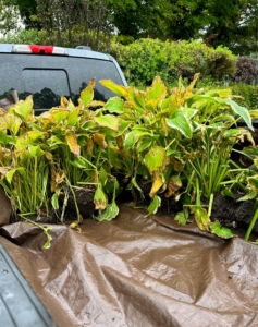 The plants were then carefully moved into the back of a pick up and brought down to the hosta garden.