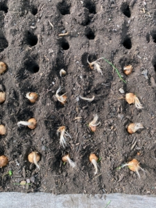 And then one by one, each corm is carefully placed in a hole, with the pointed end faced up, or root end faced down. This is very important, so the plant grows properly. When purchasing bulbs and corms, always look for those that are plump and firm, and avoid those that are soft. Hannah also waits until all the holes are filled before covering with soil, so she can keep track of what has been planted where.