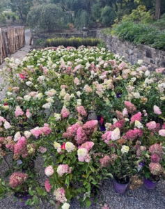 Many in this collection are hydrangeas. Hydrangea, commonly named the hortensia, is a genus of more than 70 species of flowering plants native to Asia and the Americas. Hydrangea flowers bloom from early spring to late autumn.