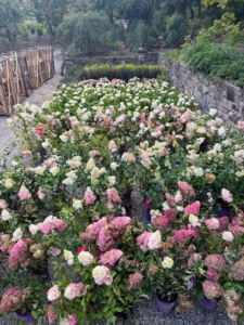 I'm always expanding and improving my gardens. Most of the time when plants arrive, I already have in mind where they will go. Many of these hydrangeas will fill in my perennial border across from my chicken coops.