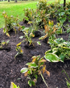 The hostas are strategically placed, so like plants are together.