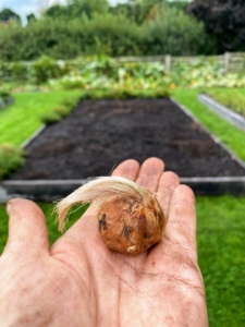 The compact corms are small, brown globules that can measure as large as two-inches in diameter, have a flat base, and are shrouded in a dense mat of parallel fibers referred to as the “corm tunic”. Do you know the difference between a corm and a bulb? Both corms and bulbs are parts of the plant that store food to help it grow and bloom. A bulb is a plant stem and leaf that grows underground in layers. A tiny version of the flower is at the center of the bulb. Tulips, lilies, iris, daffodils and onions are examples of bulbs. A corm is an underground stem that serves as the base for the flower stem and is solid, not layered.