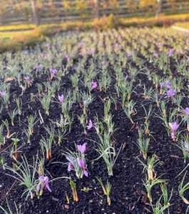 By the middle of October, most of the saffron blooms are open all over the bed. Look how straight the rows are - they're all developing perfectly.