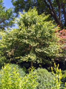 The younger ginkgo trees are planted on both sides of the footpath in this garden. The ginkgo is considered both a shade tree and an ornamental tree and features a spreading canopy.