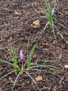 By early October, the saffron sprouts are visible. They emerge with thin, straight, and blade-like green foliage leaves, which expand after the flowers have opened. Here, one can also see the small flower emerging from the center.