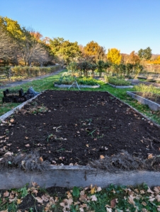 And then after all the potatoes are picked, the bed is emptied of vines and raked clean. Later, the soil in all the beds will be amended and prepared for winter.