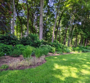 I began expanding this bed In 2020. I planted more hydrangeas and perennials I knew would do well in this location with sunny mornings and shady afternoons.