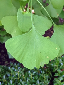 The leaves of the ginkgo are unusually fan-shaped, up to three-inches long, with a petiole that is also up to three-inches long. This shape and the elongated petiole cause the foliage to flutter in the slightest breeze. They are bold green in summer.