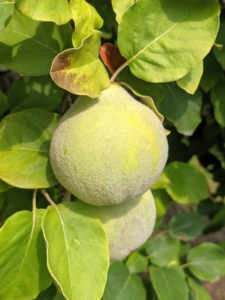 Are you familiar with quince? Quince is a fall fruit that grows like apples and pears, but with an unusually irregular shape and often gray fuzz. These fruits turn a golden yellow when ready to pick in fall.