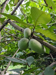 Behind the main greenhouse, I have a grove of pawpaw trees. Asimina triloba, the American papaw, pawpaw, paw paw, or paw-paw, among many regional names, is a small deciduous tree native to the eastern United States and Canada. The taste of a pawpaw is a mix of mango-banana-citrus all in one. It’s a big favorite for some here at the farm.