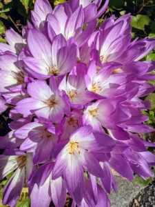 Guests that come around this time of year often ask, “what are those flowers that look like crocus?” The common name for Colchicum is autumn crocus, but they are not true autumn crocus because there are many species of true crocus which are autumn blooming. Also, Colchicum flowers have six stamens while crocuses have only three.