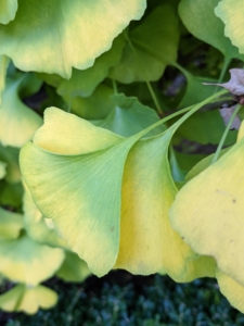 Starting in late September, one can see a slight change to the color of the leaves – they’re starting to turn. A couple of weeks later, many of the changing leaves are two-toned, with separate bands of gold and green.