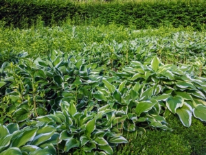 This year, I noticed the hosta gardens in front of my greenhouse didn't look their best. While still green and lush, the hostas needed more room and the lilies had started to disappear, so I decided it was time to redesign the gardens and move the plants elsewhere.