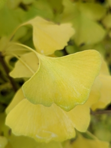 Finally, Ginkgo bilobas turn an amazing golden-yellow and then all at once, after the hard frost, they drop their leaves – it’s a complex phenomenon of nature.