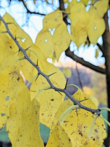 And beware… Osage orange branches are armed with stout, straight spines growing from the leaf axils.